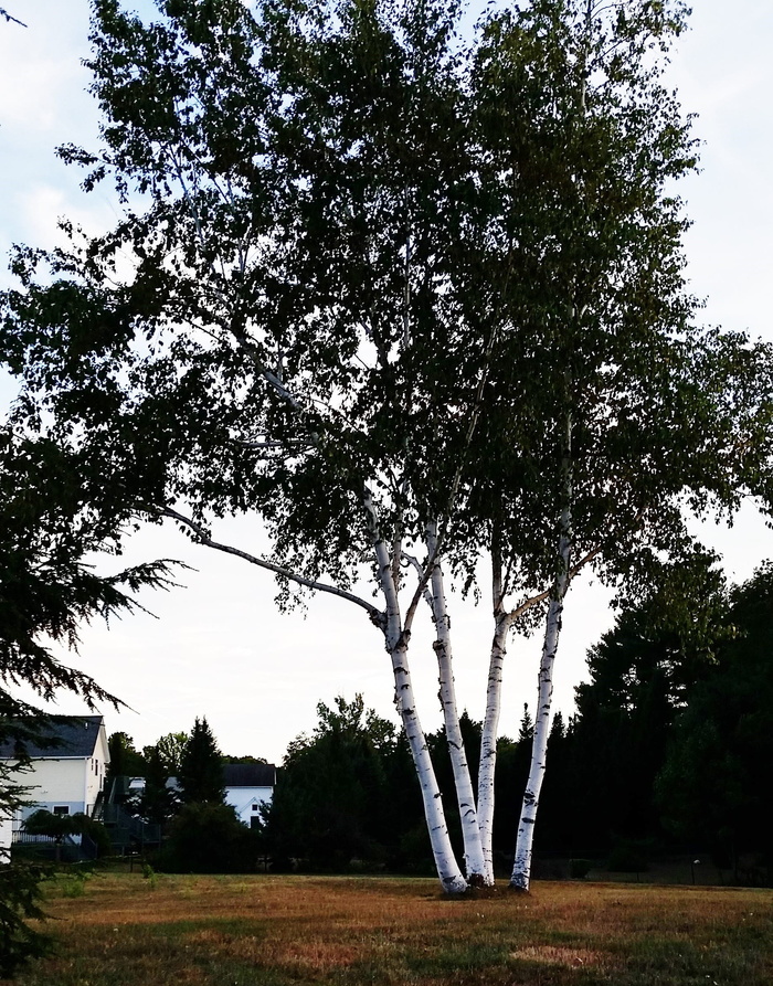 白桦树, 缅因州, 风景, 树, 丛, 树干, 景观, 桦木