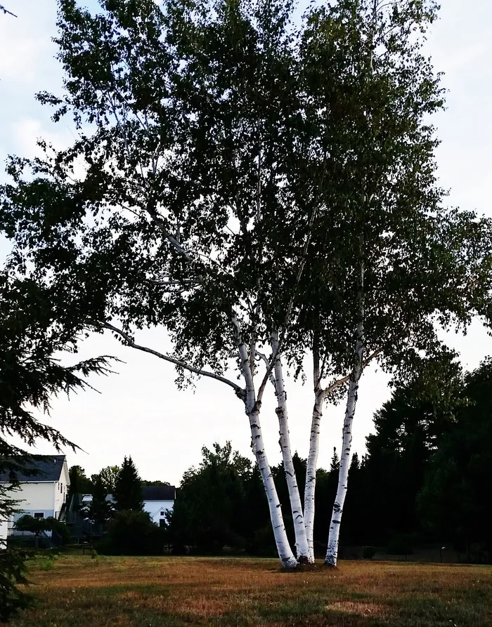 白桦树, 缅因州, 风景, 树, 丛, 树干, 景观, 桦木