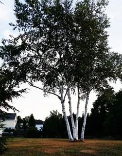 白桦树, 缅因州, 风景, 树, 丛, 树干, 景观, 桦木 白桦树, 缅因州, 风景, 树, 丛, 树干, 景观, 桦木