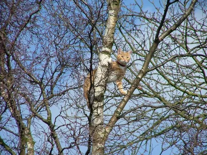 姜、猫、Stick、tree、aldridge、west midlands、animal、one animal 姜、猫、Stick、tree、aldridge、west midlands、animal、one animal