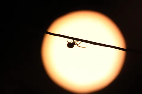 蜘蛛，夜晚，昆虫，自然，恐怖，恐惧，紧张，黑暗