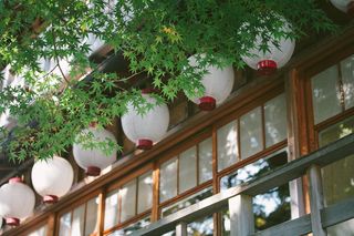 建筑，美丽，盛开，开花，明亮，色彩，装饰，环境