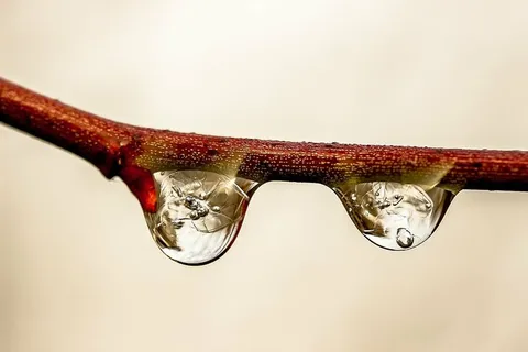 泪滴,树枝,雨滴,水滴,雨,水,滴,湿 泪滴,树枝,雨滴,水滴,雨,水,滴,湿