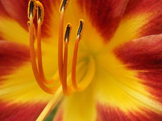 花，黄色，自然，花瓣，颜色，花瓣，颜色，精致，特写