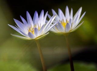 两朵神圣莲花的浅焦摄影