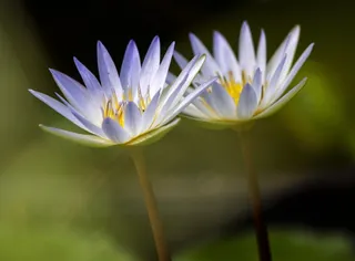 两朵神圣莲花的浅焦摄影