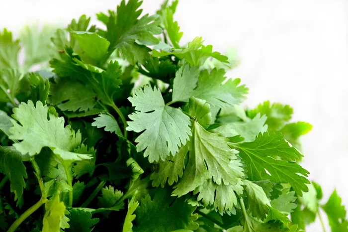 选择性，聚焦，拍照，绿色，叶子，香菜，草药，食物