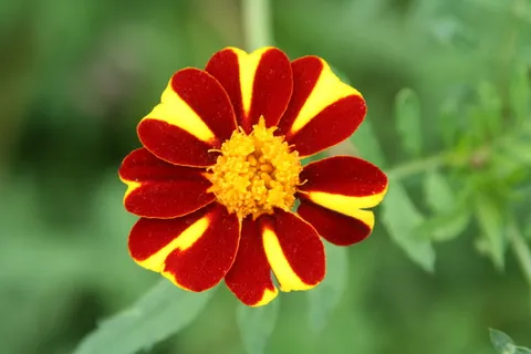 草地，心情，自然，花，春天，气氛，沉默，花序