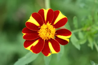 草地，心情，自然，花，春天，气氛，沉默，花序