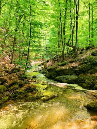 罗马尼亚，布丘米，小溪，小溪，森林，水，树木，河流