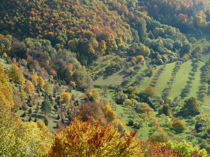 Swabian Alb，屋檐，秋天的颜色，Alb屋檐，果园，heide，kahlenstein，tree