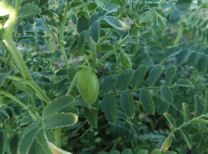鹰嘴豆、豆类、植物、果园、自然、收获、栽培、田地