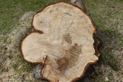 自然、原木、年轮、部落、木材、树木、特写、高角度视图