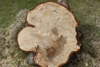 自然、原木、年轮、部落、木材、树木、特写、高角度视图