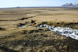 狗，冰岛，冬天，环境，风景，自然之美，土地，风景-自然