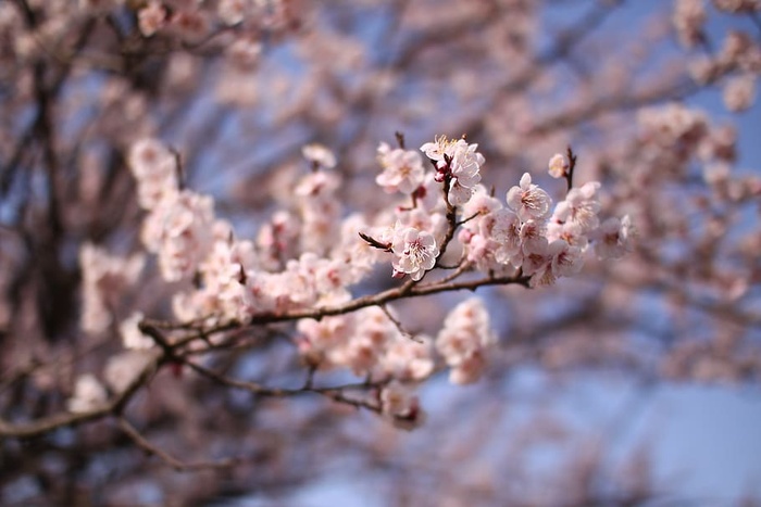 木材，红花，树木，春天，粉色，自然，树枝，花朵