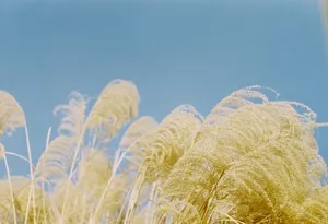 特写摄影中的绿叶草