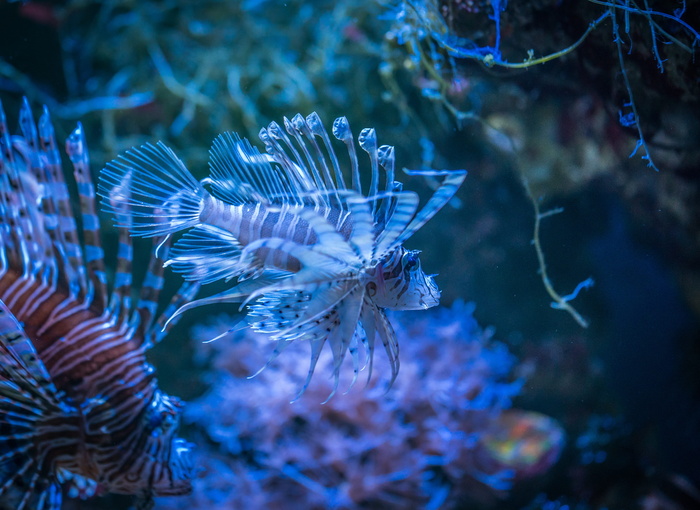 鱼类、水族馆、自然、海底世界、水下、野生动物、动物主题、海洋