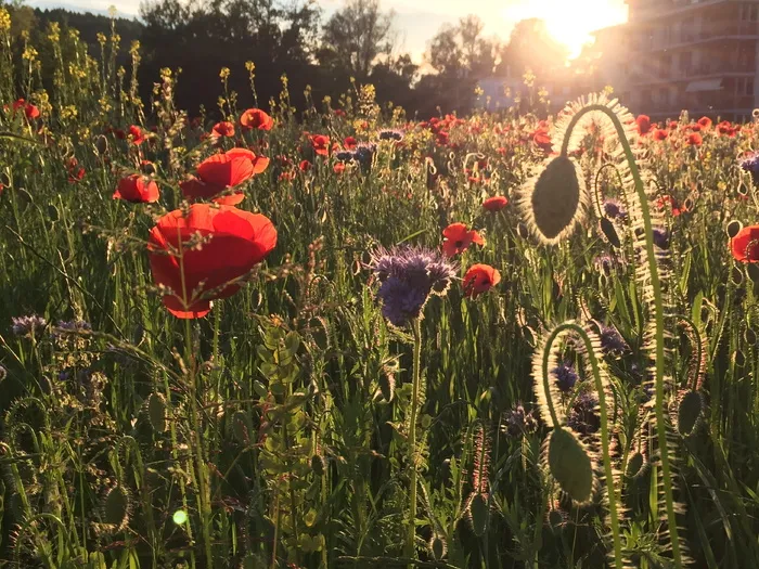 Waldegg、Winterthur、Seen、Winterthur、Seen、花朵、罂粟、生长、自然