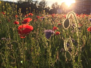 Waldegg、Winterthur、Seen、Winterthur、Seen、花朵、罂粟、生长、自然