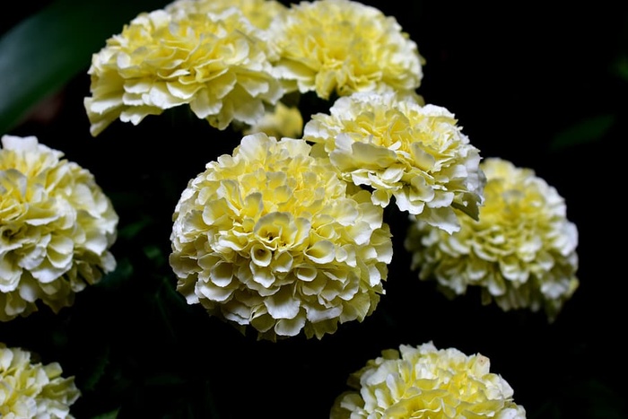 花，花，死，达玛斯奎纳，中国康乃馨，自然，颜色，开花