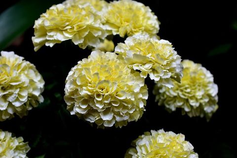 花，花，死，达玛斯奎纳，中国康乃馨，自然，颜色，开花