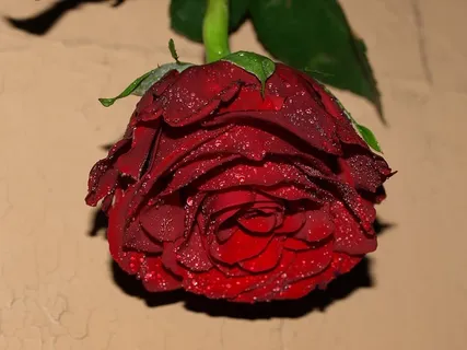 玫瑰、花、叶、红色、花瓣、萼片、特写、新鲜度 玫瑰、花、叶、红色、花瓣、萼片、特写、新鲜度