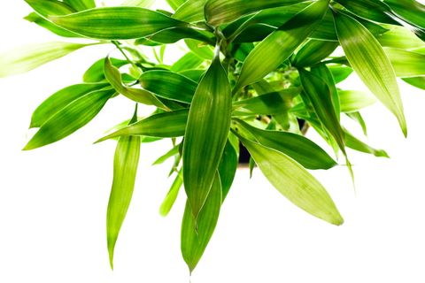 植物, 植物学, , 植物, 叶子, 新鲜, 新鲜, 灰色