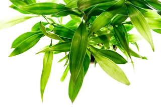 植物, 植物学, , 植物, 叶子, 新鲜, 新鲜, 灰色