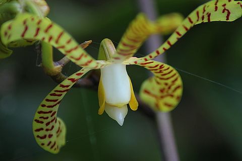 兰花，花朵，花朵，兰花，花朵，兰花状，植物，天然，花朵