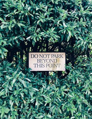 植被、植物、灌木、树木、户外、土地、森林、林地