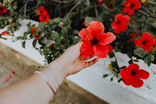 一朵红色的芙蓉花，葡萄牙