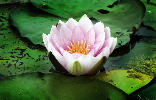 睡莲,水生植物,开花,开花,浮叶,罗森格斯湖,睡莲科,花 睡莲,水生植物,开花,开花,浮叶,罗森格斯湖,睡莲科,花