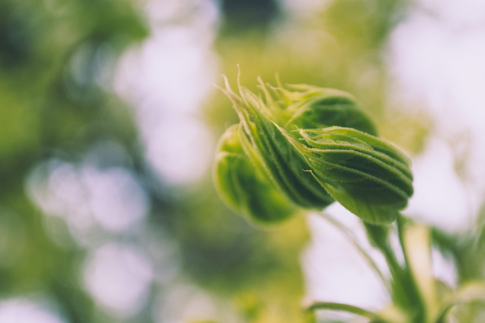 绿色植物