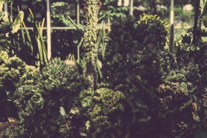 温室，植物，仙人掌，仙人掌，植物学，植物学，绿色植物，植物