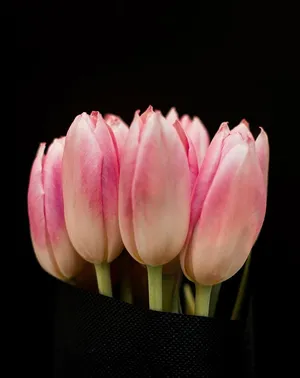粉色郁金香花，近距离，摄影，粉色，郁金香，深色，黑色，花瓣