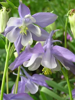 紫红色,科伦拜恩,花朵,科伦拜恩,花朵,紫色,自然,自然之美,生长 紫红色,科伦拜恩,花朵,科伦拜恩,花朵,紫色,自然,自然之美,生长