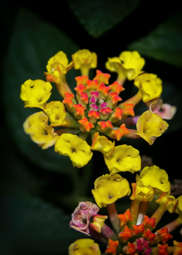 Lantana，Blossom，Bloom，lantane，地中海，黄色，橙色，flower