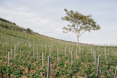 德国斯塔芬的葡萄园