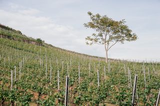 德国斯塔芬的葡萄园