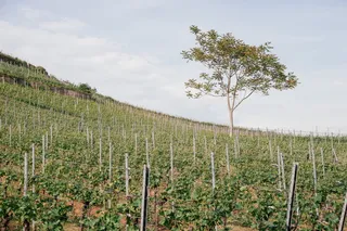 德国斯塔芬的葡萄园