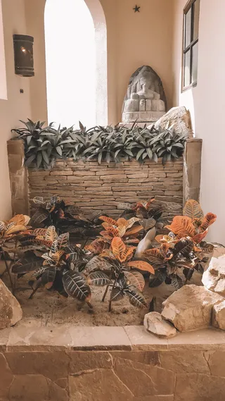 墨西哥，卡波圣卢卡斯，植物，异国情调，热带，灯光，建筑，建筑结构