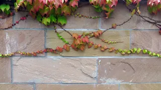 常春藤，缠绕，生长，墙壁，攀缘植物，植物，植物部分，叶