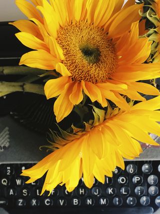 花，开花植物，黄色，花瓣，植物，新鲜，脆弱，花头