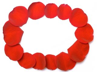 con2011, 玫瑰, 花瓣, 红色, 白色背景, 剪出, 复制空间, 没有人