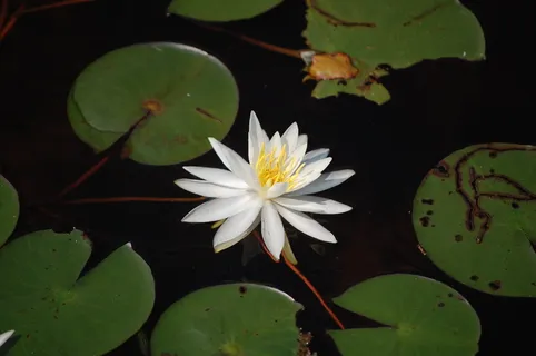 花,睡莲,叶,睡莲,植物,植物部分,开花植物,漂浮在水上 花,睡莲,叶,睡莲,植物,植物部分,开花植物,漂浮在水上