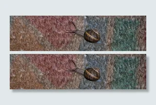 蜗牛，蛤蜊，动物，颜色，野生动物，动物主题，一种动物，野生动物