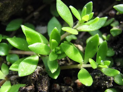 植物,假山,宏观,绿色,幼树宏观,幼树,特写,自然 植物,假山,宏观,绿色,幼树宏观,幼树,特写,自然