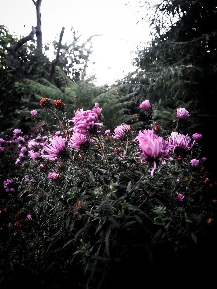 植物，花朵，花朵，天竺葵，户外，自然，刺五加科，植被