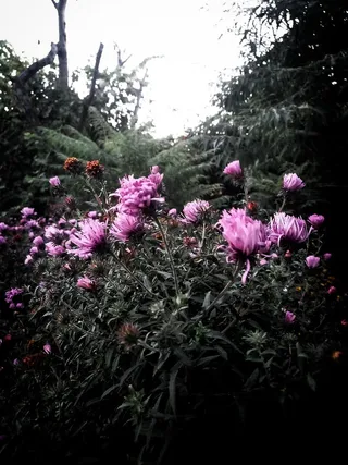 植物，花朵，花朵，天竺葵，户外，自然，刺五加科，植被